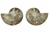 Cut & Polished, Agatized Ammonite Fossil - Madagascar #317698-1